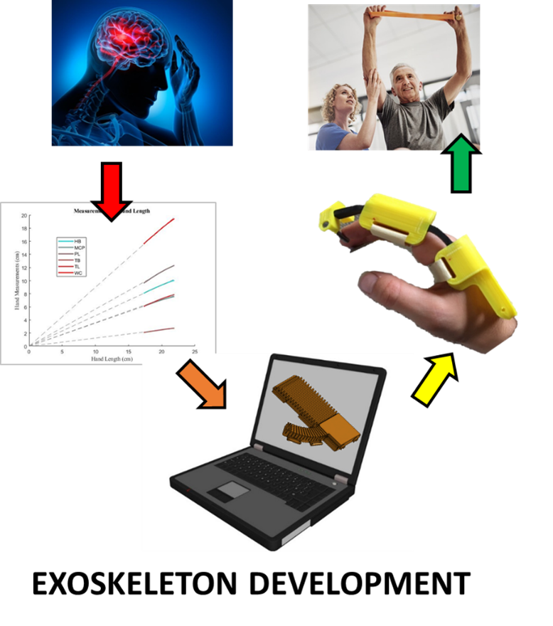 Exoskeleton Development Cycle