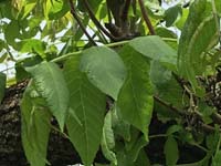 Black Walnut Leaf