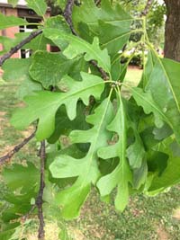 Bur Oak Leaf
