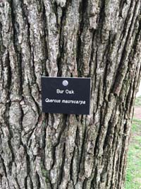 Bur Oak Tag