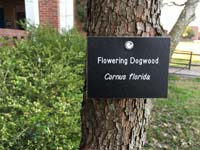 Flowering Dogwood Tag