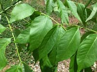 Green Ash Leaf