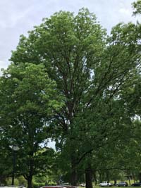 Green Ash Tree