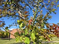 Kentucky Coffee Tree Biology Leaf
