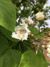 Catalpa Flower