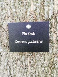 Pin Oak Tag