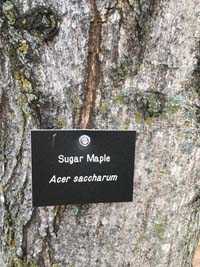 Sugar Maple Tag