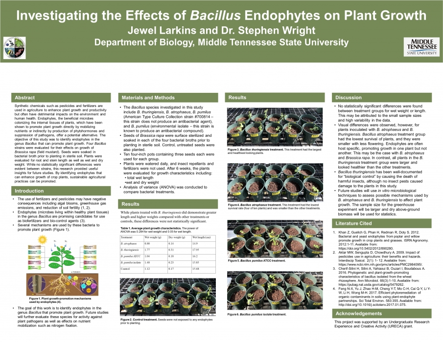 Investigating the Effects of Bacillus Endophytes on Plant Growth